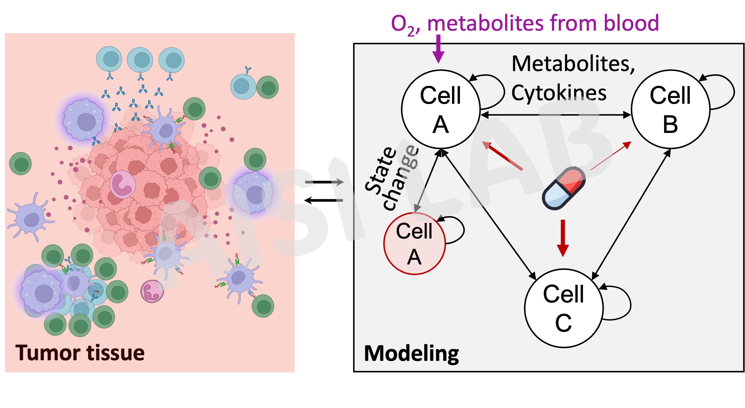 Single-cell and spatial profiling of tumor-immune interactions